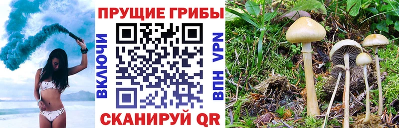 мега ссылка Гдов Псилоцибиновые грибы GOLDEN TEACHER